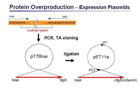 Plasmids Construction