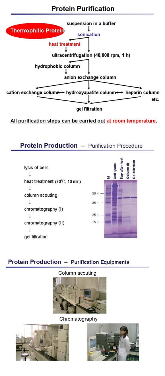 Protein Purification
