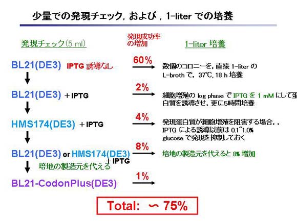 大腸菌による蛋白質の量産化