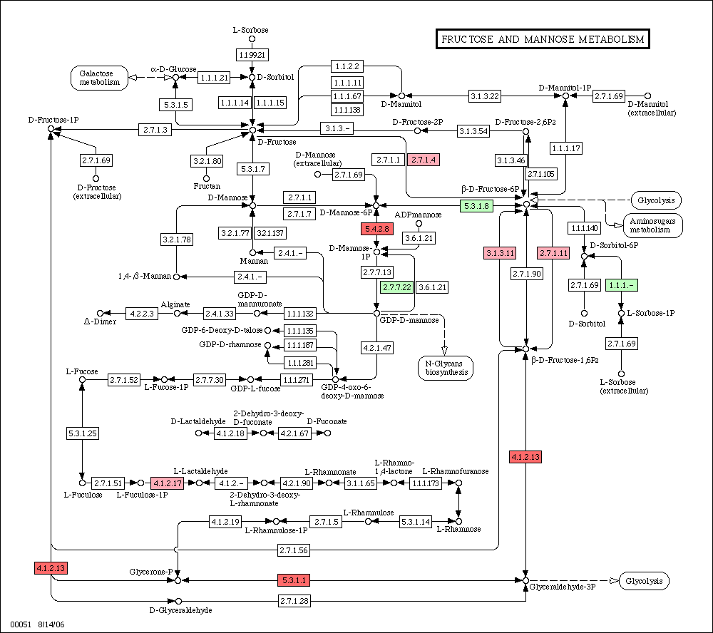 Fructose Metabolism Pathway